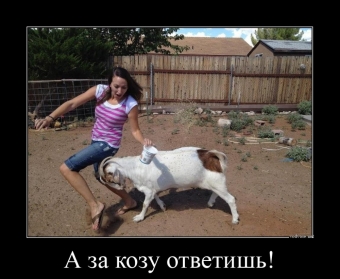 Демотиваторы про Коз и Козлофф