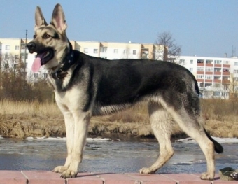Самые необычные гибриды собак