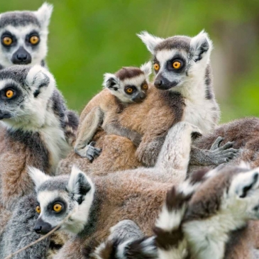 Вы знаете редких животных? 