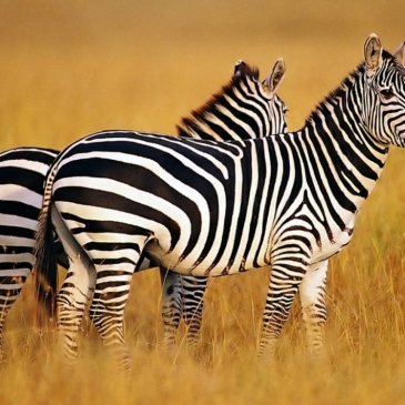 Много ли вы знаете о зебрах?