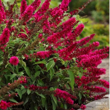 Тест для цветоводов Тест для цветоводов