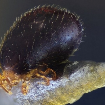 12 фактов о клещах. Угадайте, где правда, а где — нет