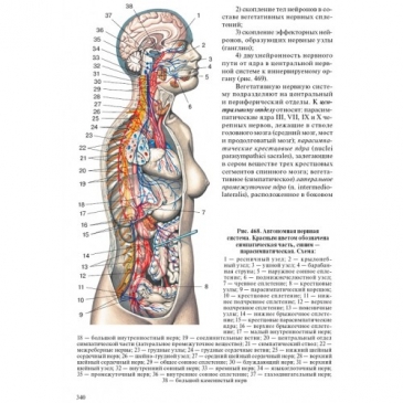 Тест по анатомии нашего тела.