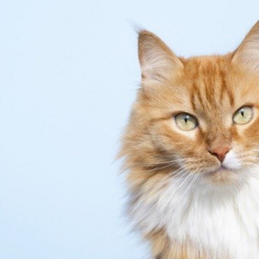 Как хорошо вы знаете породы Кошек?