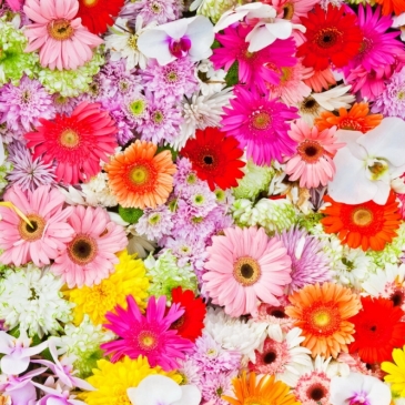 Тест для знатоков «Интересные факты о цветах» Тест для знатоков «Интересные факты о цветах»