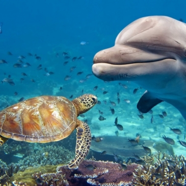 Тест: Угадай морского жителя по фотографии Тест: Угадай морского жителя по фотографии