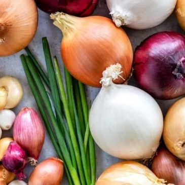 Сможете угадать вид лука?