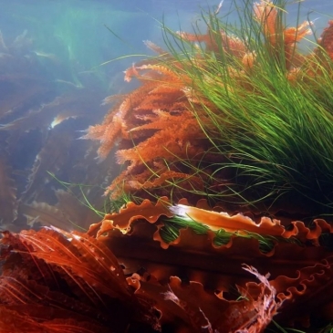 Тест по биологии. Водоросли 