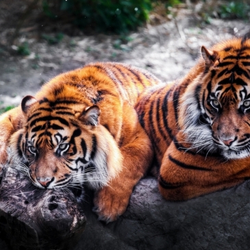 Что вы знаете о тиграх?