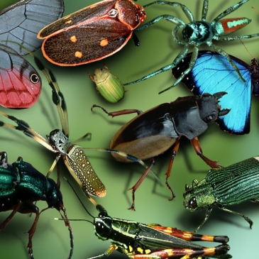 Викторина для детей: Насекомые Викторина для детей: Насекомые