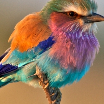 Тест: Угадаете ли вы птицу по её другому названию Тест: Угадаете ли вы птицу по её другому названию