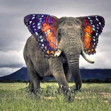 Угадай животное по макроснимку его глаза Угадай животное по макроснимку его глаза