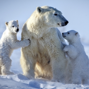 Тест на знание белых медведей 