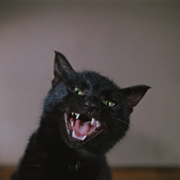 Животные в советских фильмах 