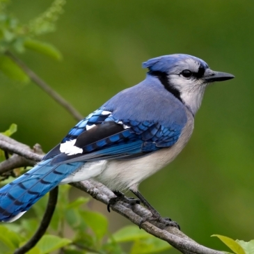 Тест: Птицы и млекопитающие