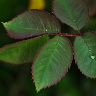Угадай садово-огородные культуры по листьям 