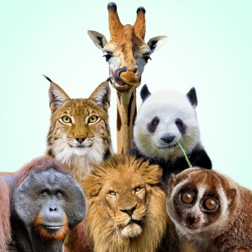 Вопросы про насекомых и животных