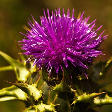 Тест: А вы хорошо разбираетесь в названиях цветов?