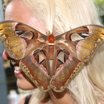 Самые большие бабочки мира