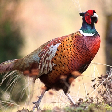 Познавательный тест на знание пернатых - Птицы России