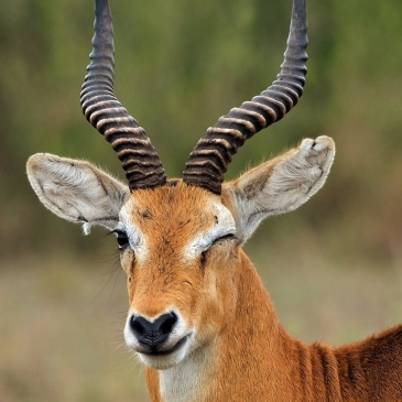 Угадай животное по описанию Угадай животное по описанию