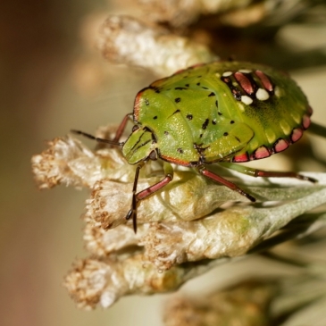 Тест «Угадай насекомое или паукообразное по фотографии»
