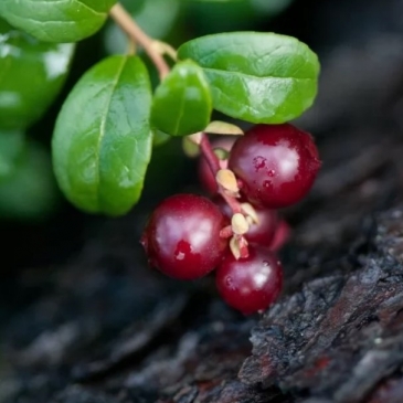 Тест про лесные ягоды