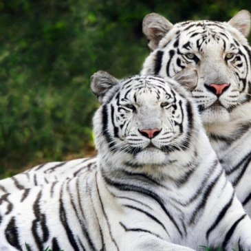 Угадай хищное животное по фотографии