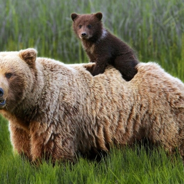 Тест: Обитатели лесов, полей и морей России