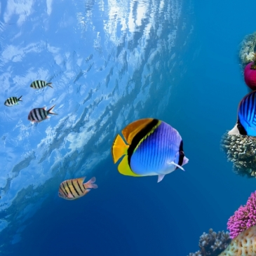 Тест по географии: 20 вопросов о морях и океанах