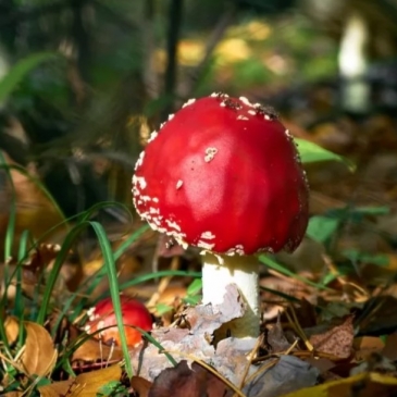 Тест «Что растёт в лесу? Угадай по фотографии»