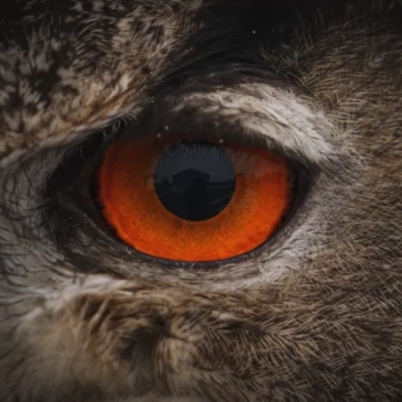 Тест: Угадай птицу по глазам