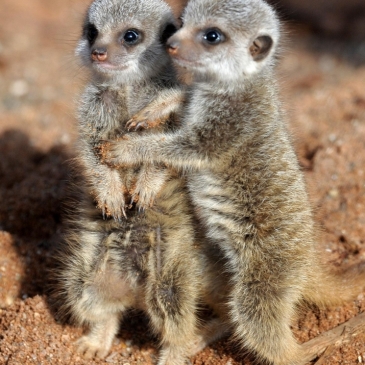 Тест о животных «Кто родители этих малышей?»