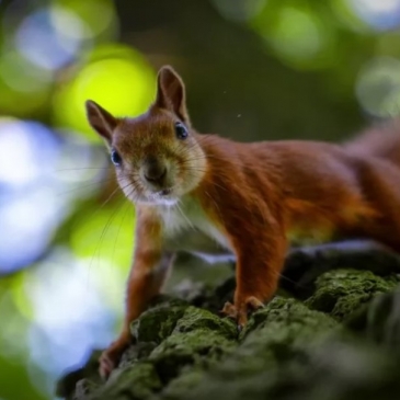 Тест о животных: И в поле и в море и в лесу