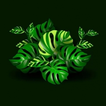 Тест «Угадай комнатное растение по фотографии»