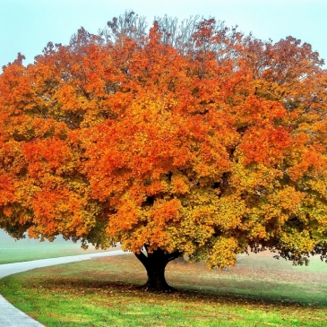 Тест для знатоков природы «Угадайте дерево по листу!»