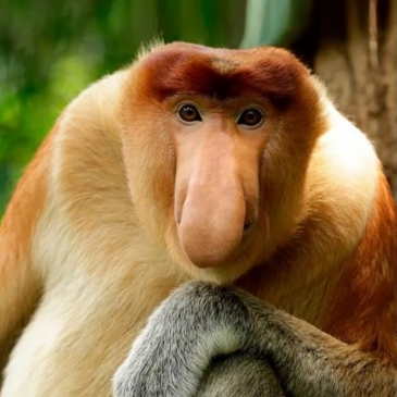 Тест «Такие забавные животные!» Тест «Такие забавные животные!»