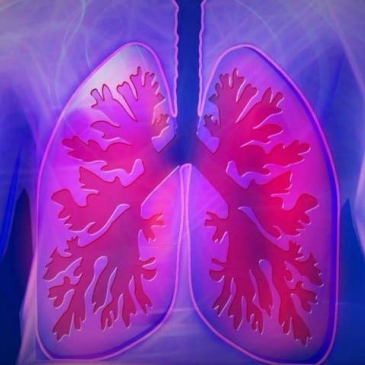 Вопросы по биологии на знание дыхательной системы