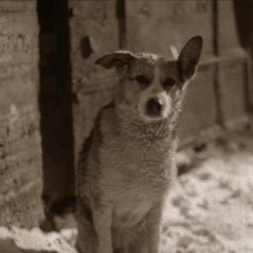 «Собачье сердце». Хорошо ли вы знаете произведение Михаила Булгакова? «Собачье сердце». Хорошо ли вы знаете произведение Михаила Булгакова?