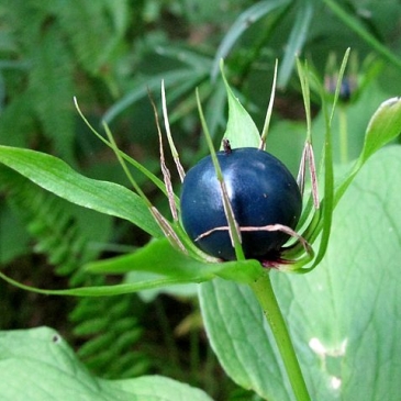Тест по биологии: Ядовитые растения Тест по биологии: Ядовитые растения