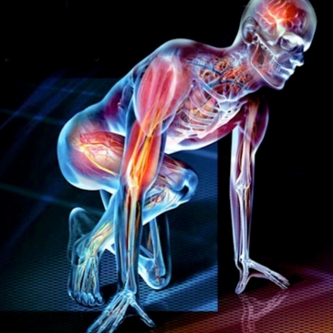 Тест: Нормальная физиология