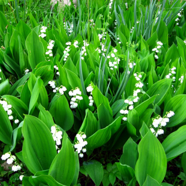 Тест по биологии: “Рост и развитие растений” Тест по биологии: “Рост и развитие растений”