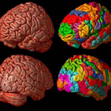 Тест: “Строение и функции головного мозга” Тест: “Строение и функции головного мозга”