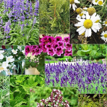 Лекарственные травы и растения Лекарственные травы и растения