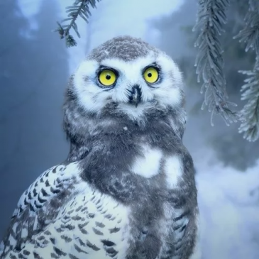 Угадай птичку по фотографии