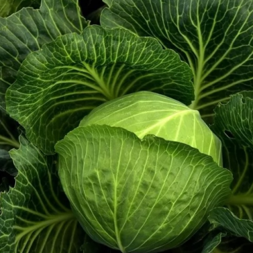 Тест «Угадай растение по листу» Тест «Угадай растение по листу»