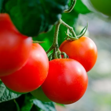 Тест об осенних дарах. Овощи и фрукты Тест об осенних дарах. Овощи и фрукты