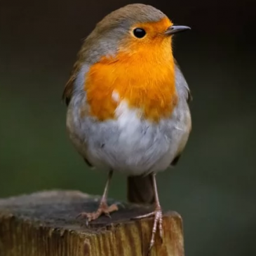 Тест «Угадайте птицу по её латинскому названию»