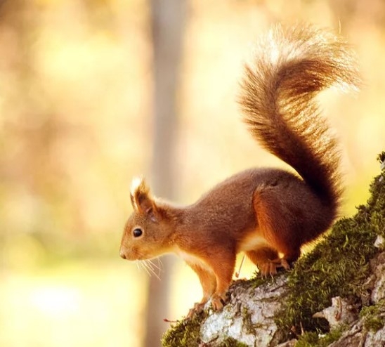 Хвостатые вопросы для знатоков животных