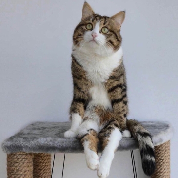 Угадайте фильм по актёру животному Угадайте фильм по актёру животному